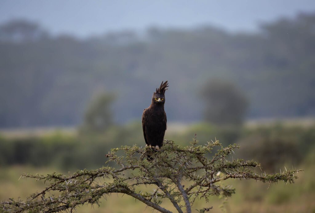 Eagle at Lake Nakuru in Kenya, Africa.