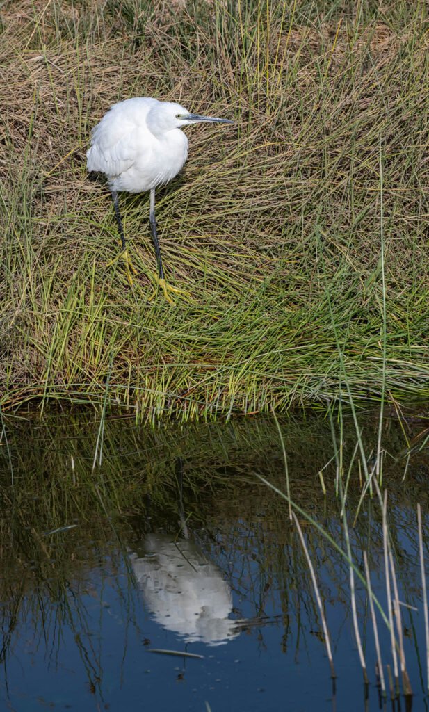 Egret in Amboseli National Park, Kenya, Africa.