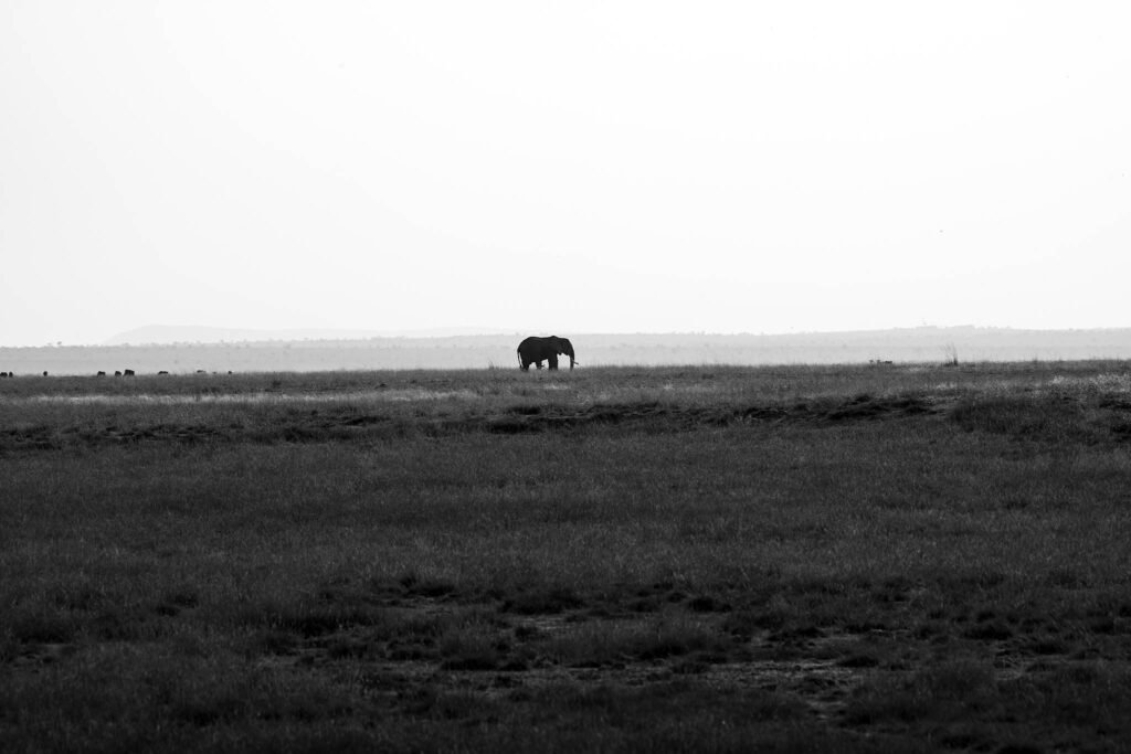 African elephant, Amboseli National Park, Kenya, Africa.