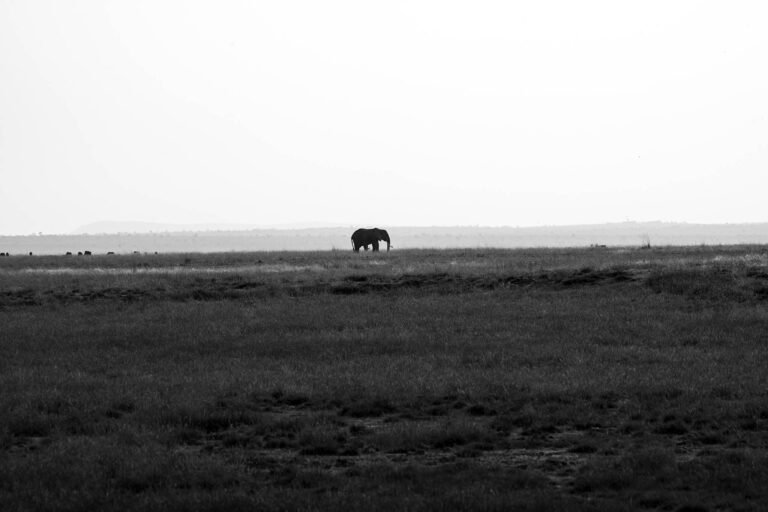 African elephant, Amboseli National Park, Kenya, Africa.