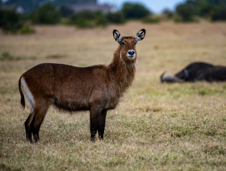 Female waterbuck at Sweetwaters lodge, Kenya, Africa.