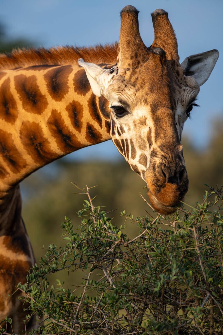 Giraffe at Lake Nakuru in Kenya, Africa.