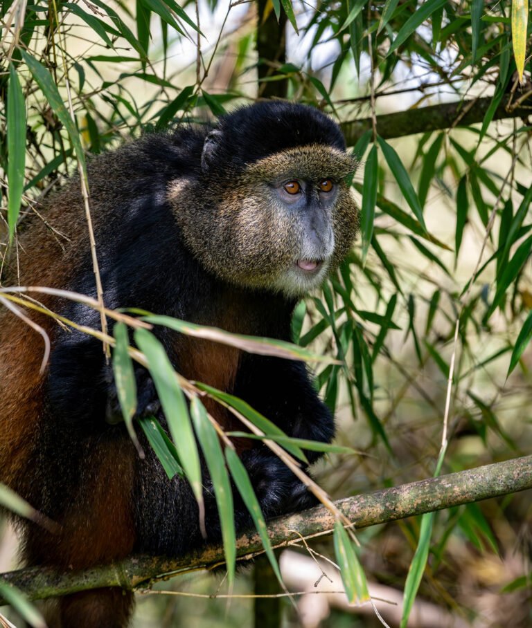 Golden Monkey at Valcano National Forest in Rwanda, Africa.