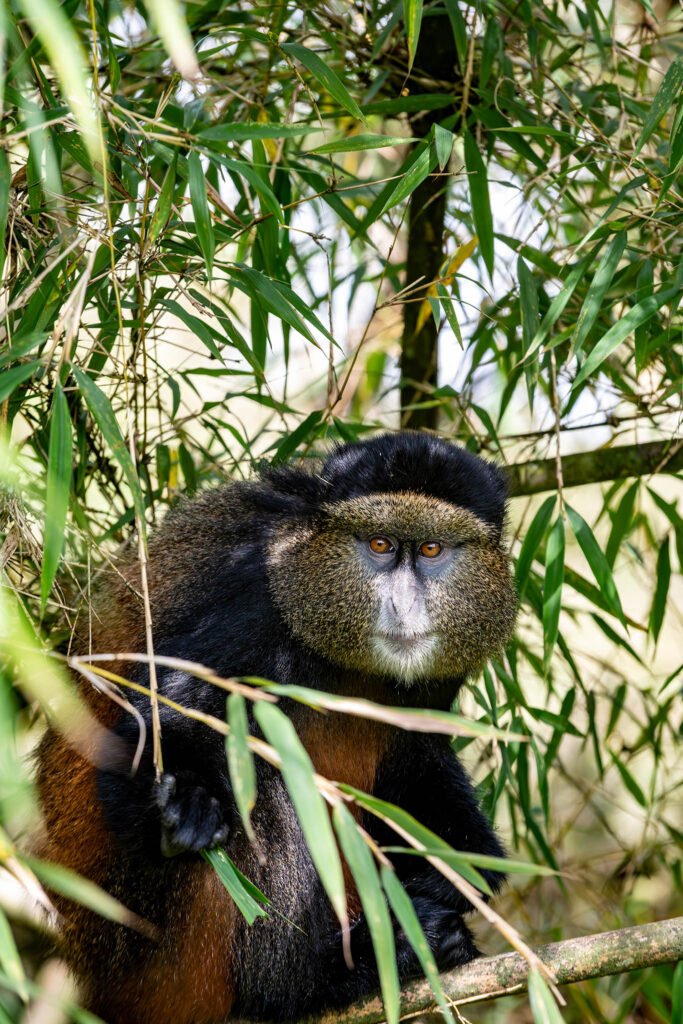 Golden Monkey at Valcano National Forest in Rwanda, Africa.