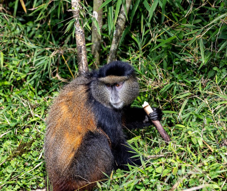 Golden Monkey at Valcano National Forest in Rwanda, Africa.