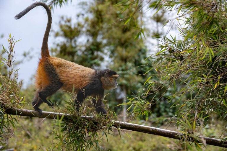 Golden Monkey at Valcano National Forest in Rwanda, Africa.