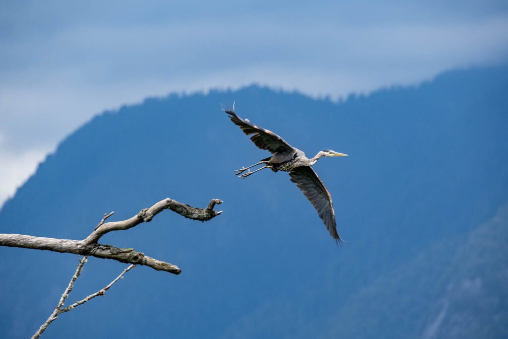 Great blue heron at Pitt lake, British Columbia, Canada.