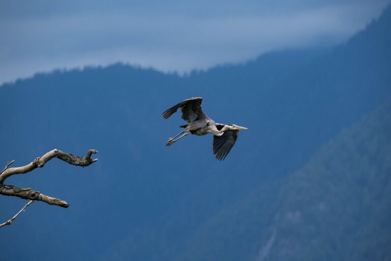 Great blue heron at Pitt lake, British Columbia, Canada.