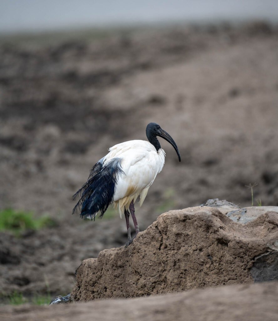 Ibis bird at Sweetwaters, Kenya, Africa.