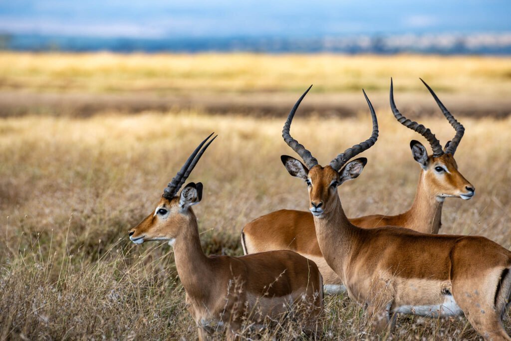 Impalas at Sweetwaters Lodge, Kenya, Africa.