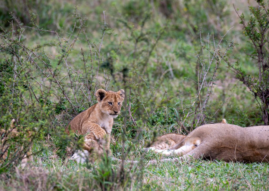 Lion cubs in Masai Mara, Kenya, Africa.