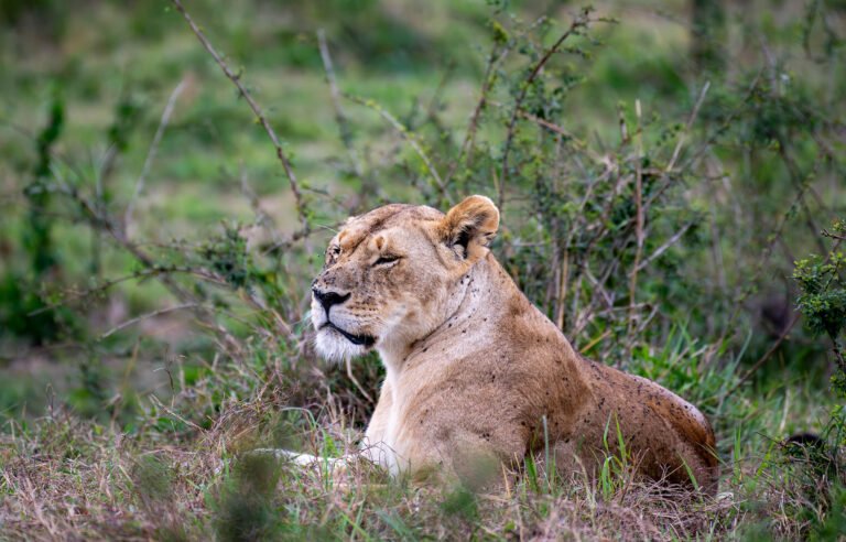 Lioness in Masai Mara, Kenya, Africa.