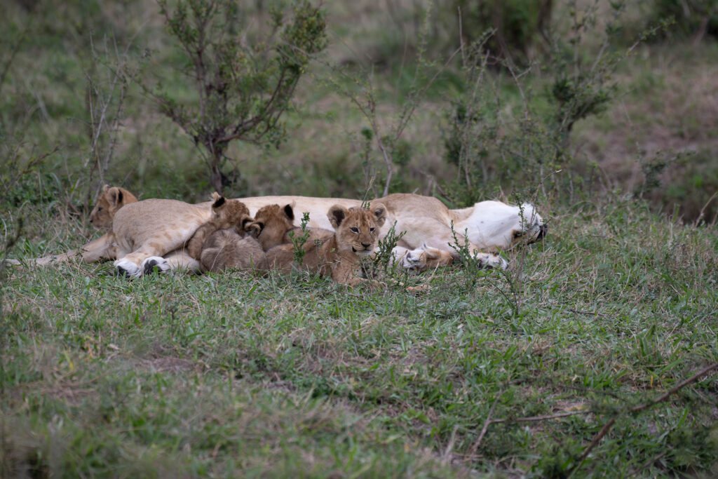 A pride of Lions in Masai Mara, Kenya, Africa.