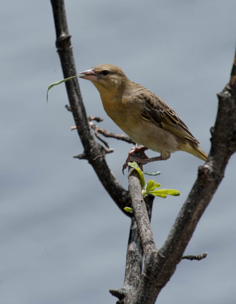 Little weaver