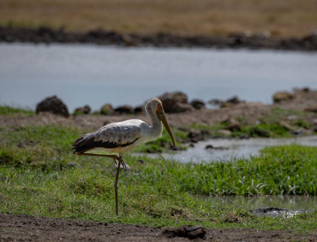 Painted stork at Sweetwaters Game Reserve, Kenya, Africa.