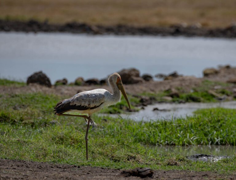 Painted stork at Sweetwaters Game Reserve, Kenya, Africa.