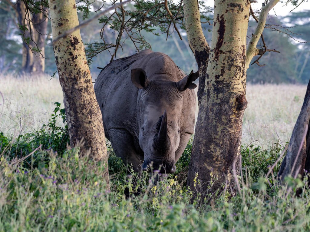 Rhino at Lake Nakuru, Kenya, Africa