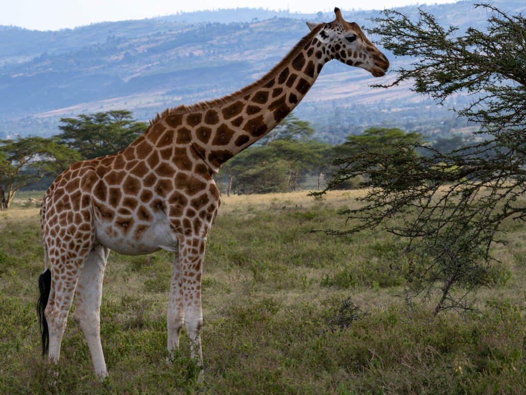 Giraffe at Lake Nakuru in Kenya, Africa.