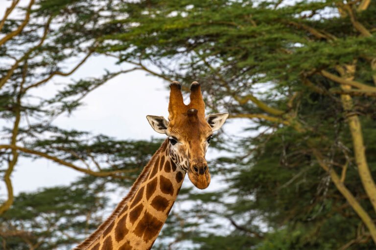 Giraffe at Lake Nakuru in Kenya, Africa.