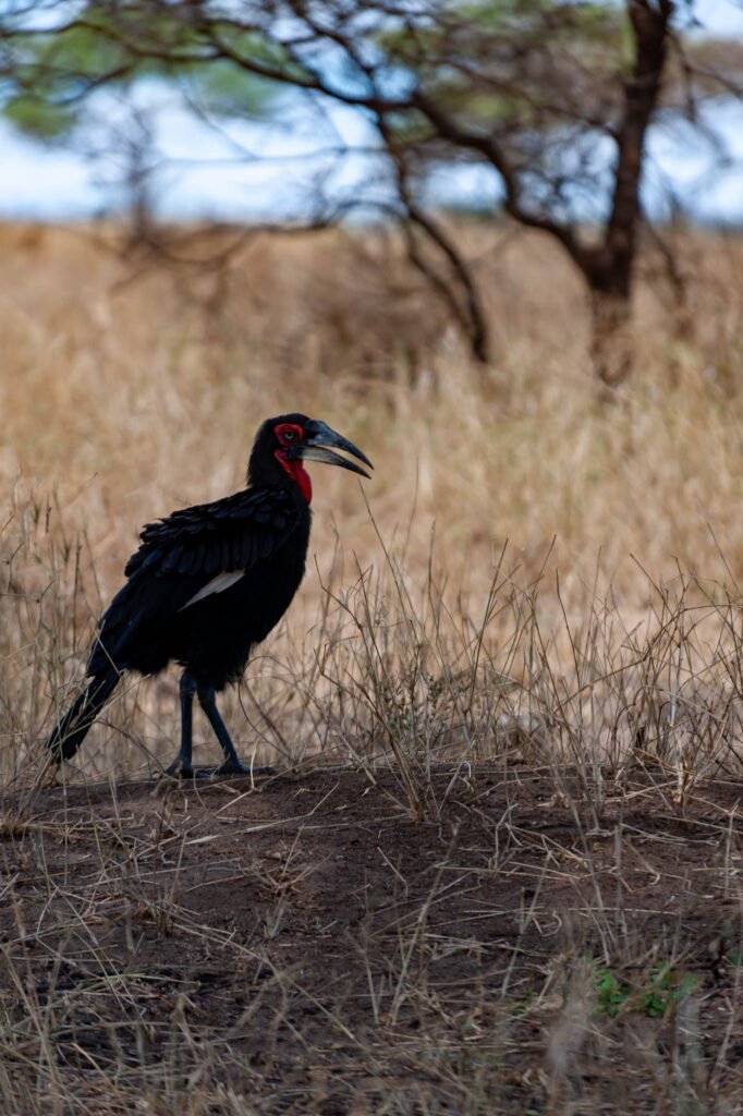 Southern ground hornbill