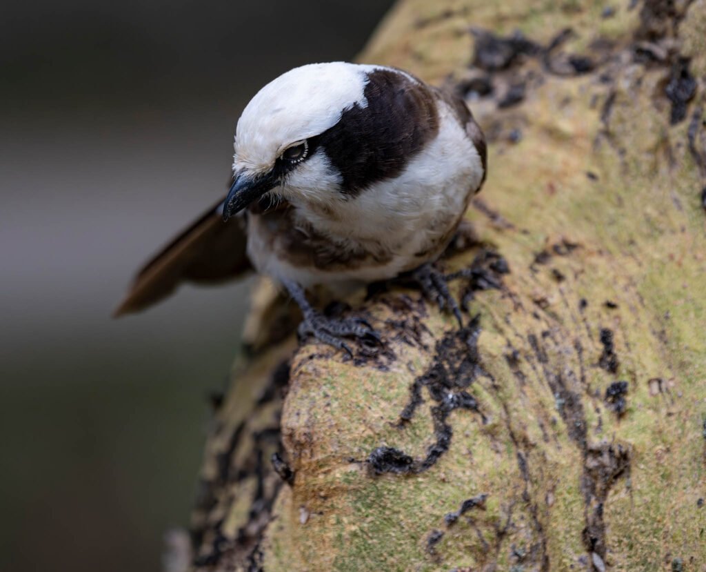 Southern white crowned shrike at Sweetwaters Game Reserve in Kenya, Africa.