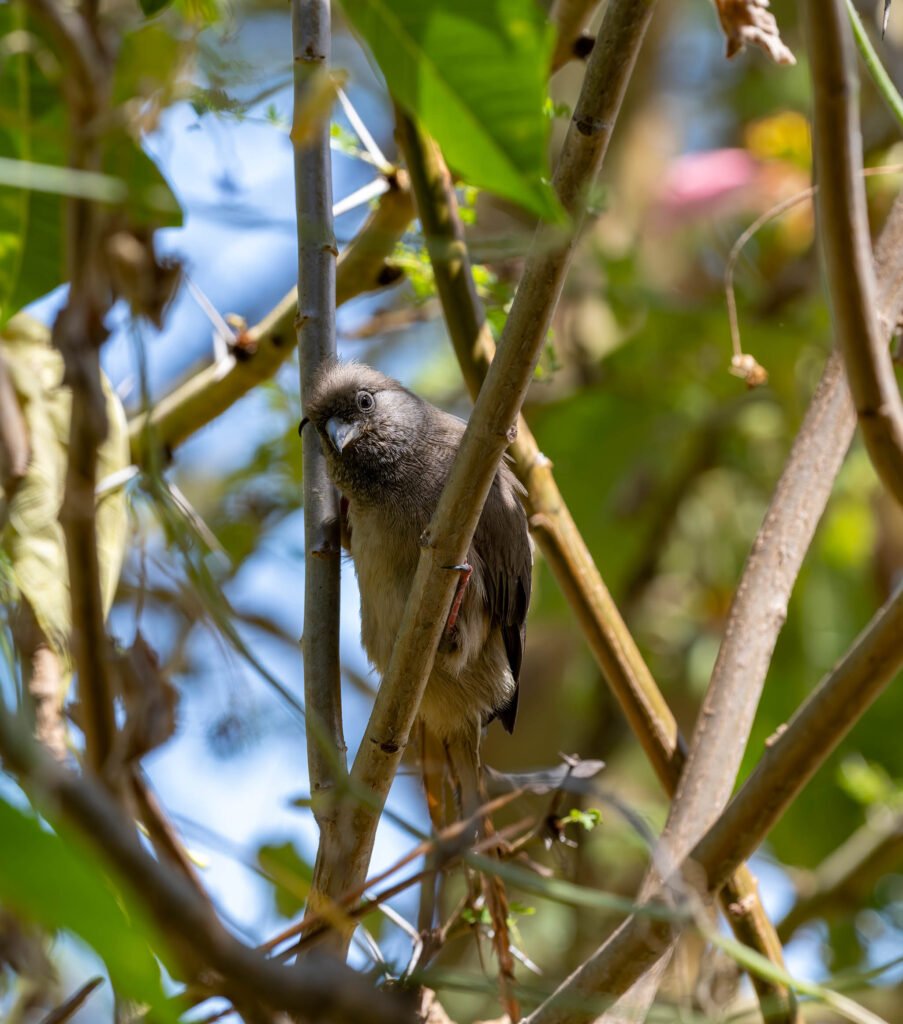 Speckled mouse bird at Sweetwaters Game Reserve in Kenya, Africa.