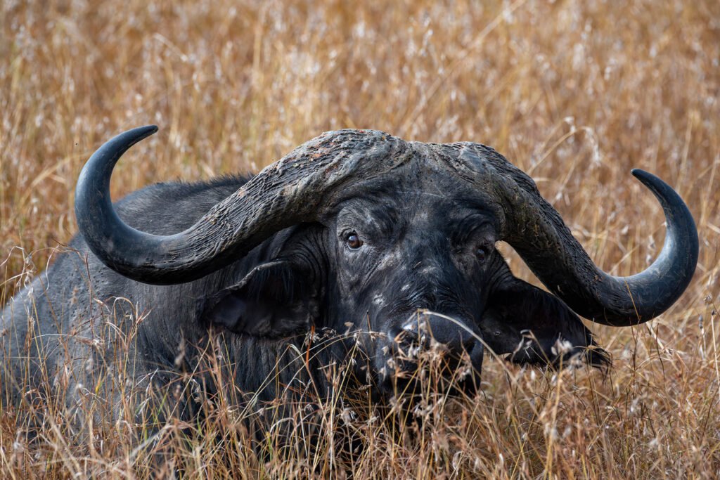 Water buffalo at Sweetwaters game reserve in Kenya, Africa.