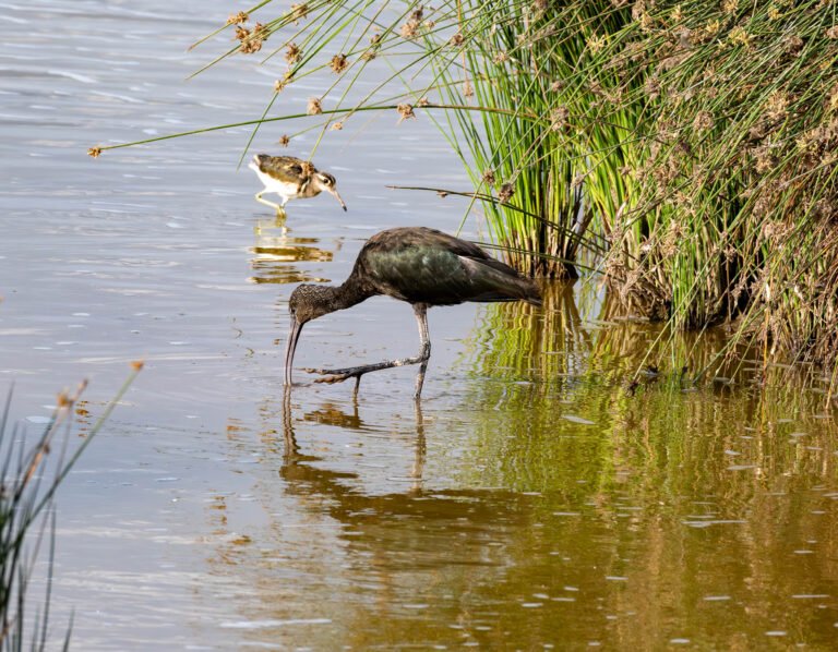 White-faced Ibis at Sweetwaters Game Reserve, Kenya, Africa.