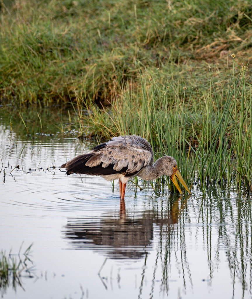 Yellow-billed Stork at Lake Nakuru, Kenya, Africa.