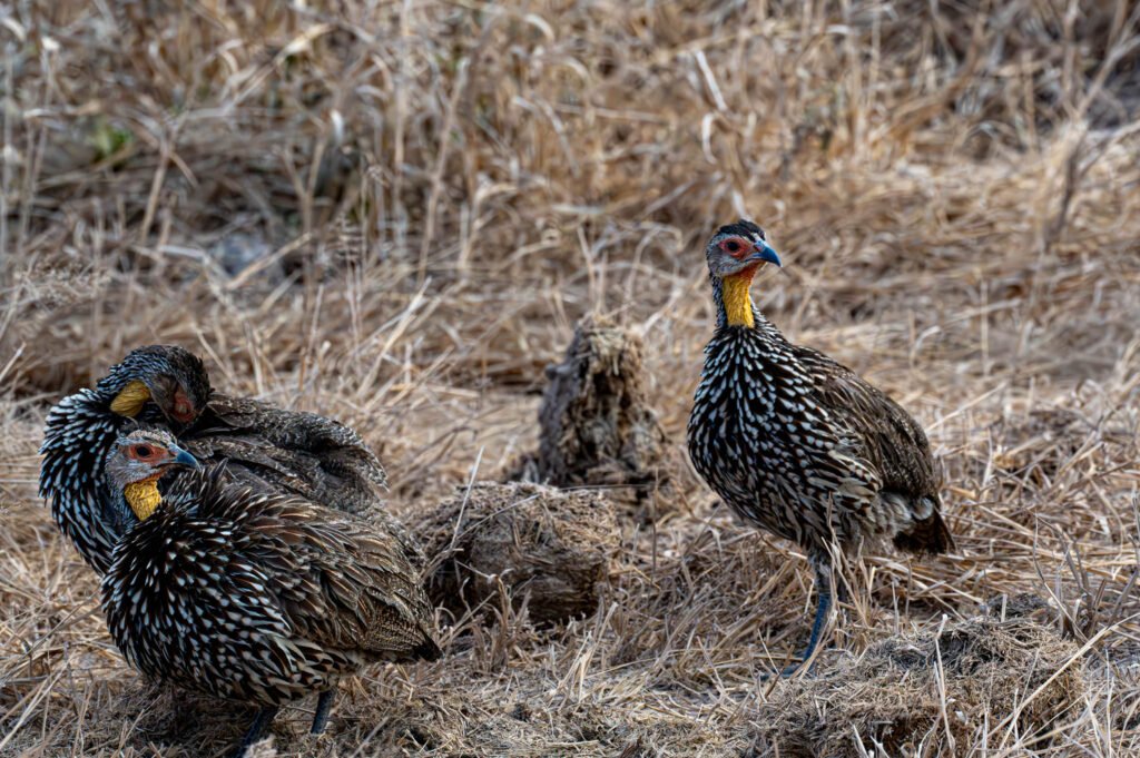 Yellow-necked spurfowl at Amboseli National Park, Kenya, Africa.