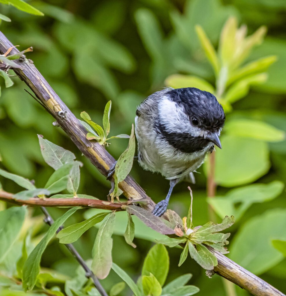 Chickadee