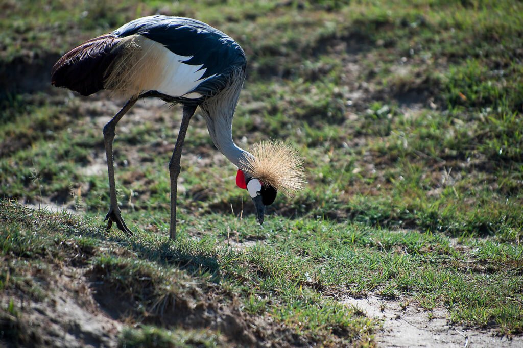 Crowned crane