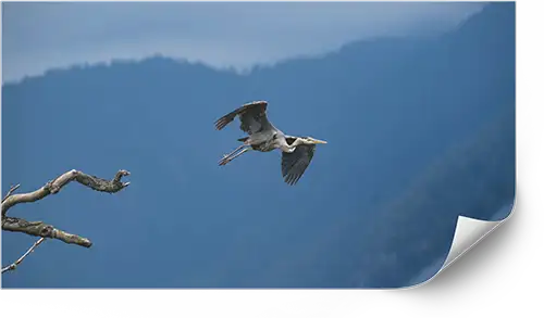 Paper print example of Great blue heron at Pitt lake, British Columbia, Canada.