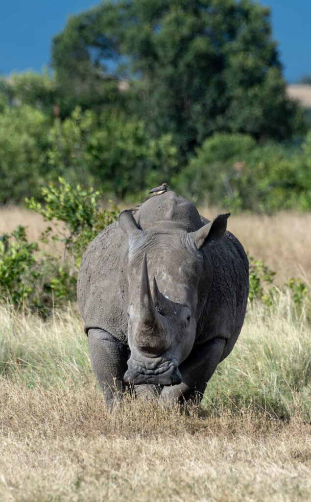 Rhino at Lake Nakuru, Kenya, Africa