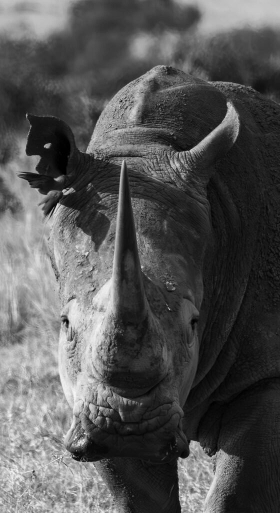 Rhino at Lake Nakuru, Kenya, Africa