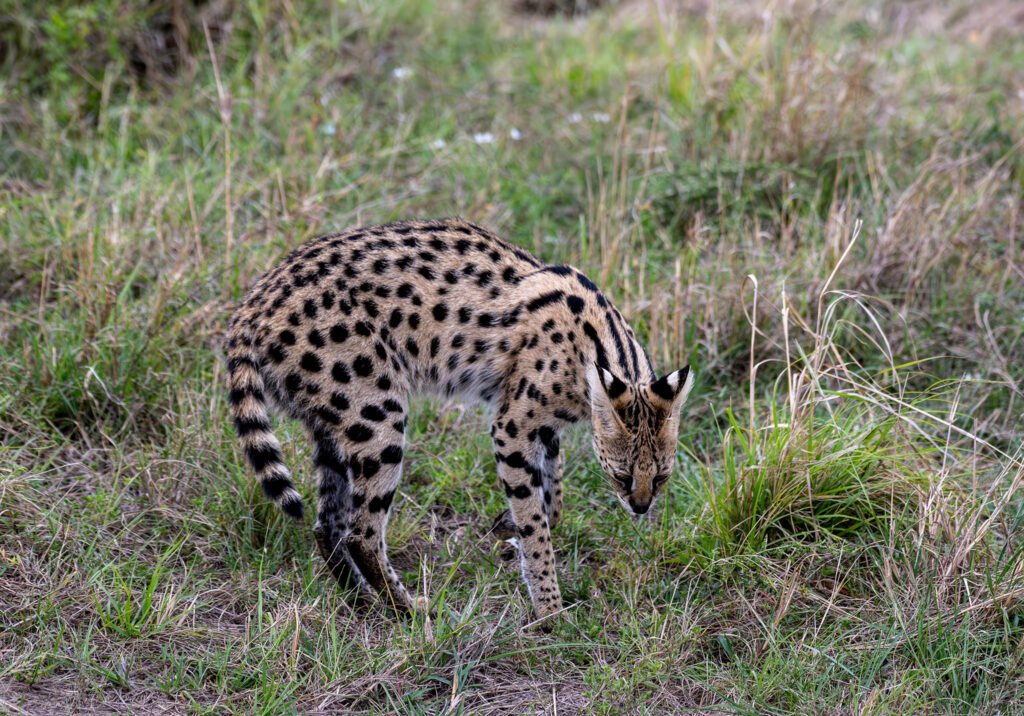 Serval cat in Masai Mara, Kenya, Africa