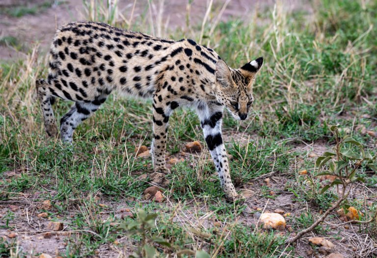 Serval cat in Masai Mara, Kenya, Africa