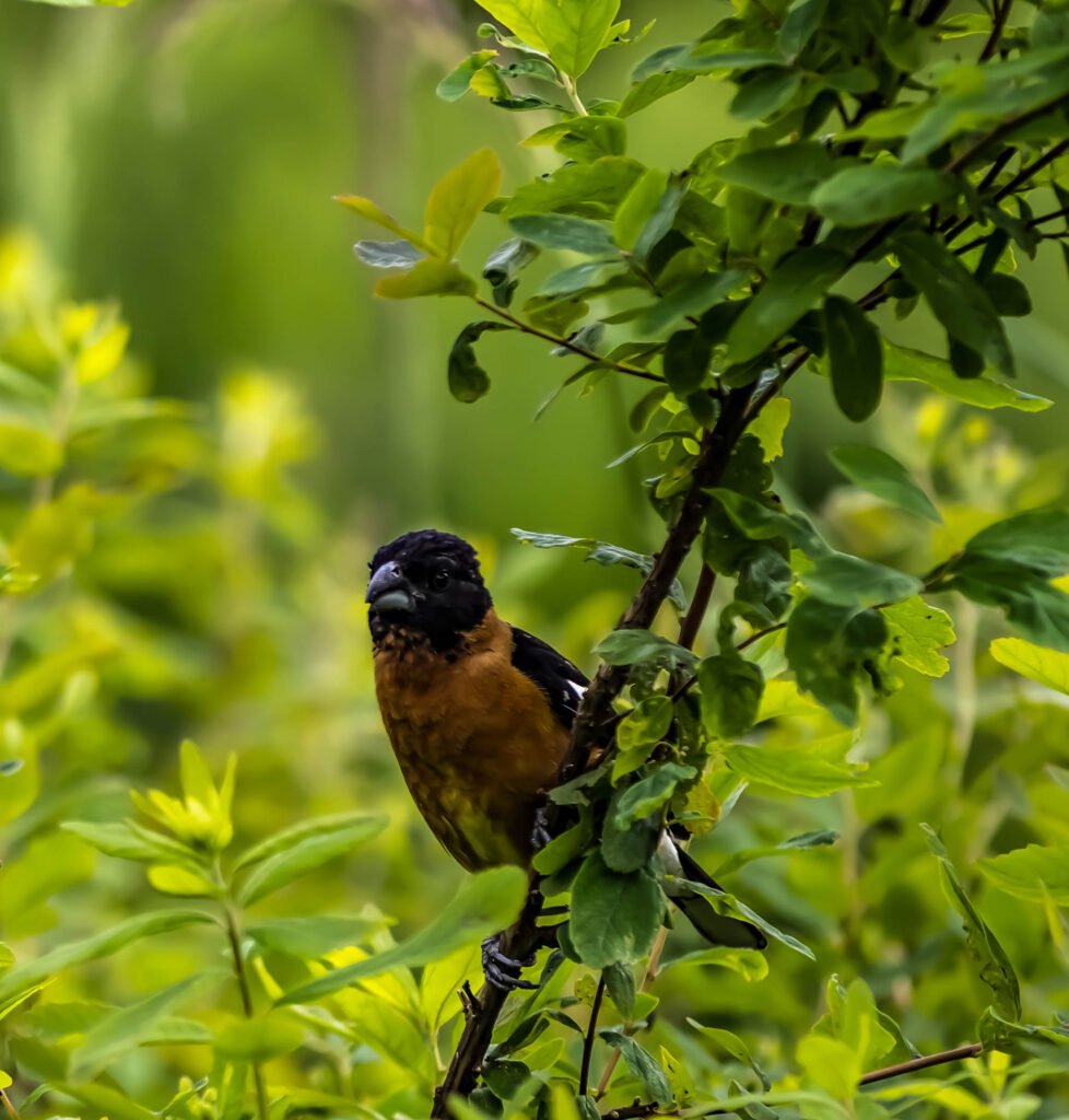 Spotted towhee