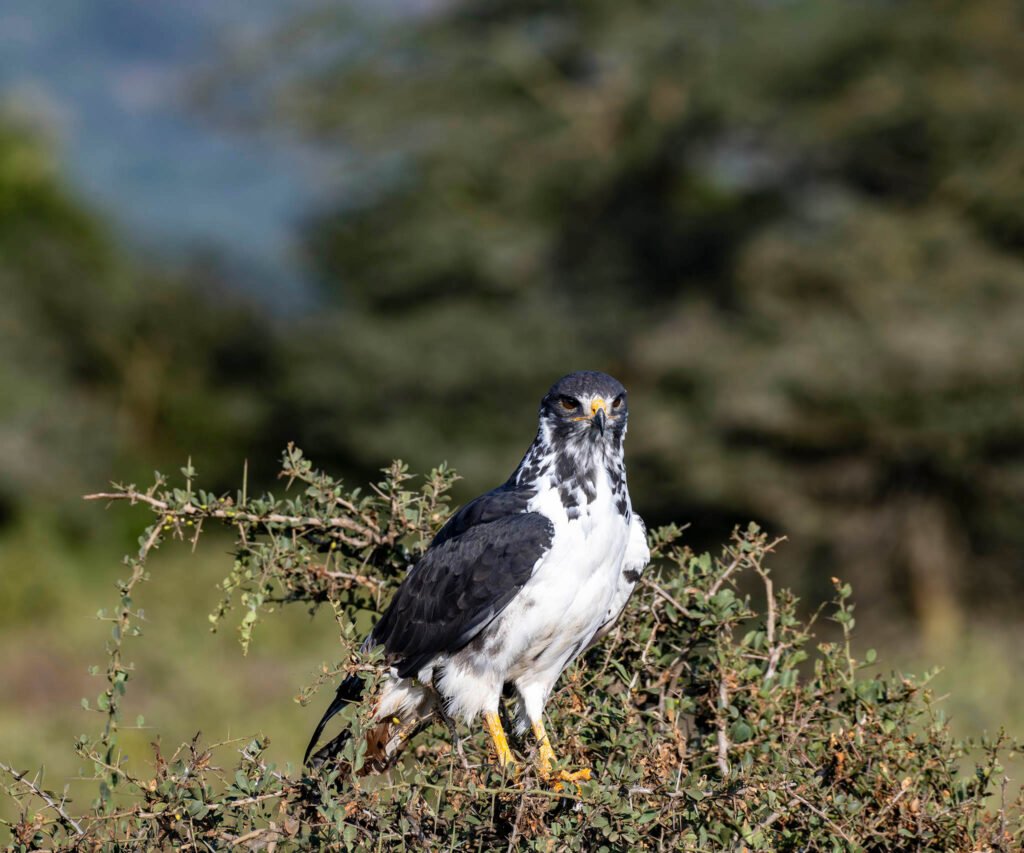 Augur Buzzard at Lake Nakuru Lodge, Africa