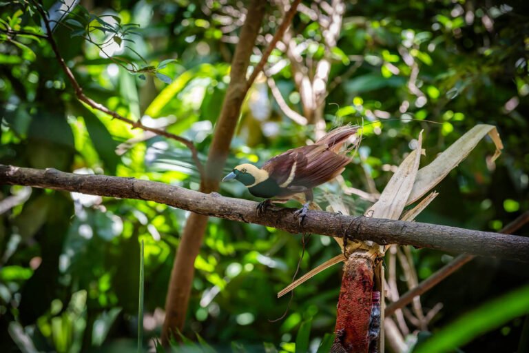 Raggiana Bird of Paradise, Papua New Guinea