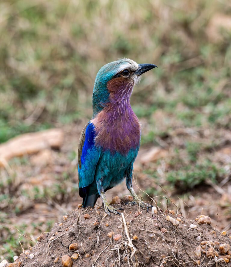 Lilac Breasted Roller