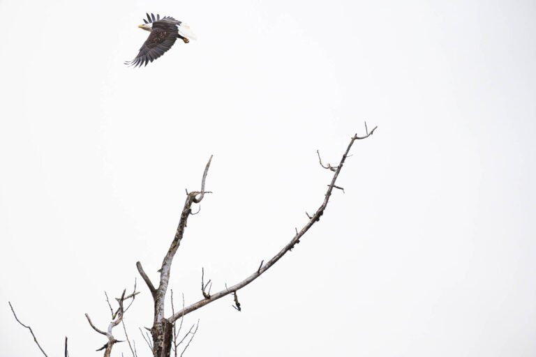 Eagle in flight