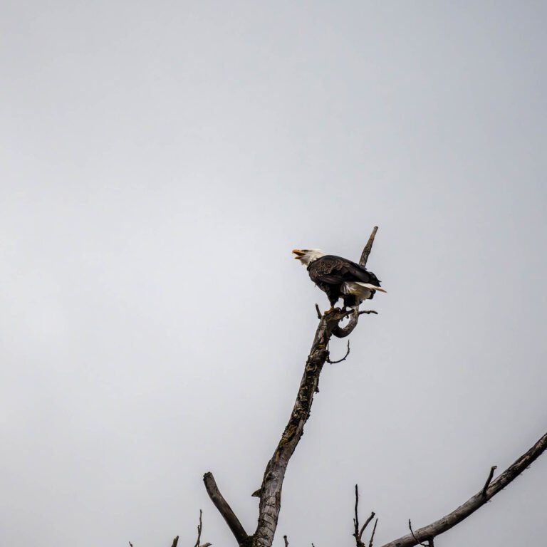 Eagle on top of a tree