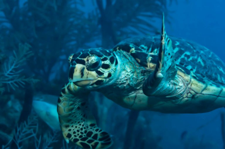 Hawsbilled Turtle, Grand Cayman Islands