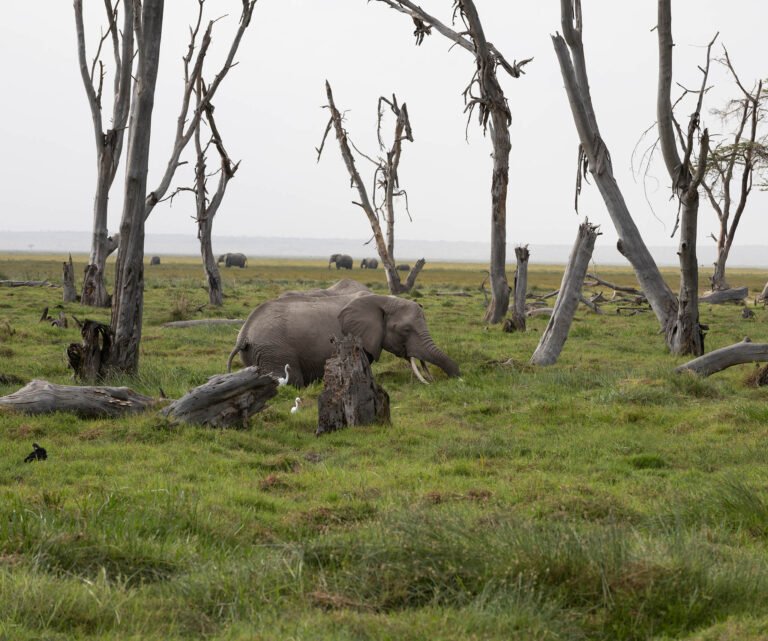 African elephant, Amboseli National Park, Kenya, Africa.