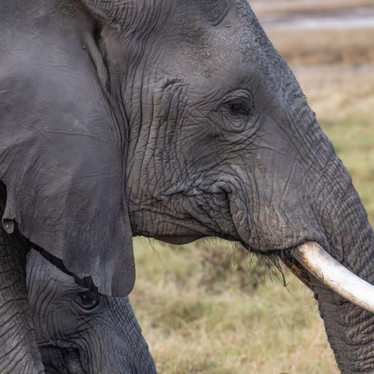 African elephant with baby, Amboseli National Park, Kenya, Africa.