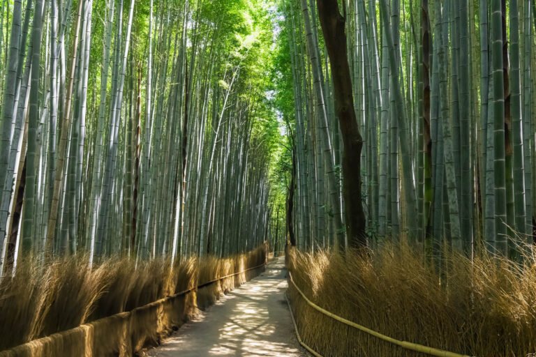 Arashiyama Bamboo Forest, Kyoto, Japan