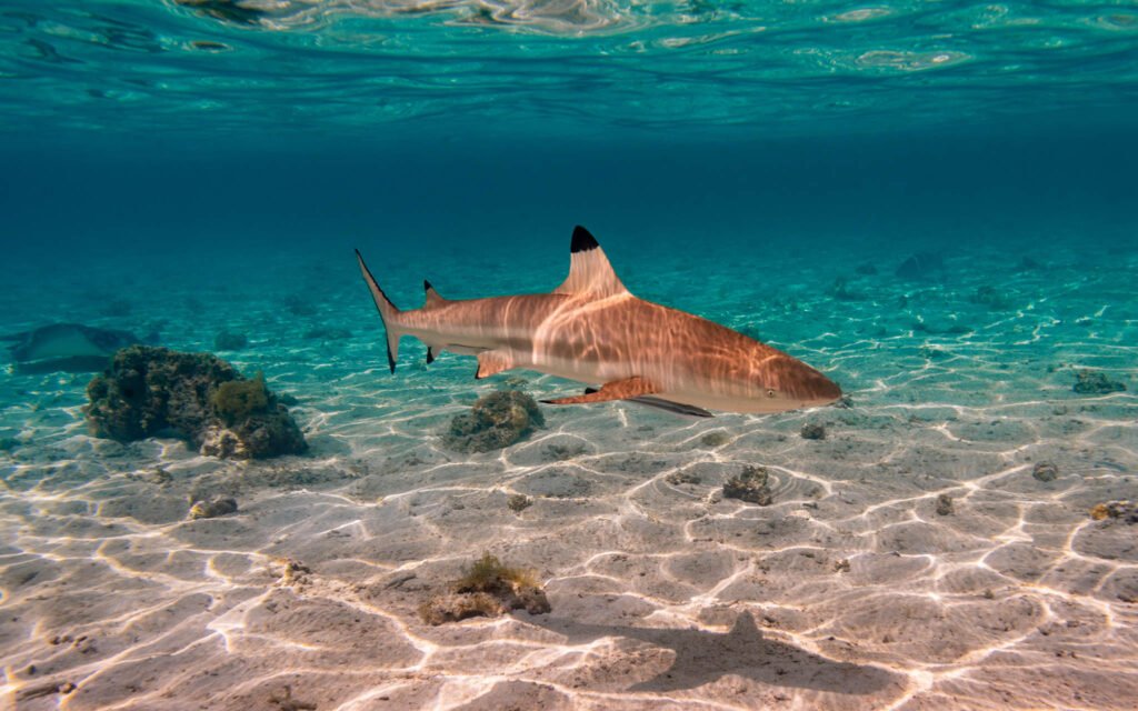 Black Tip Shark