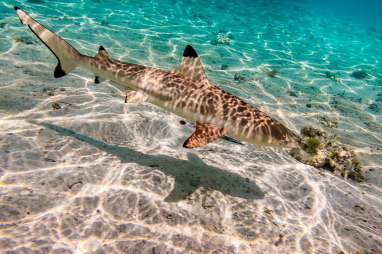 Black Tip Shark in French Polynesia
