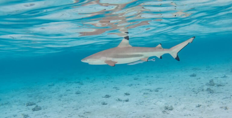 Black Tip Shark in French Polynesia